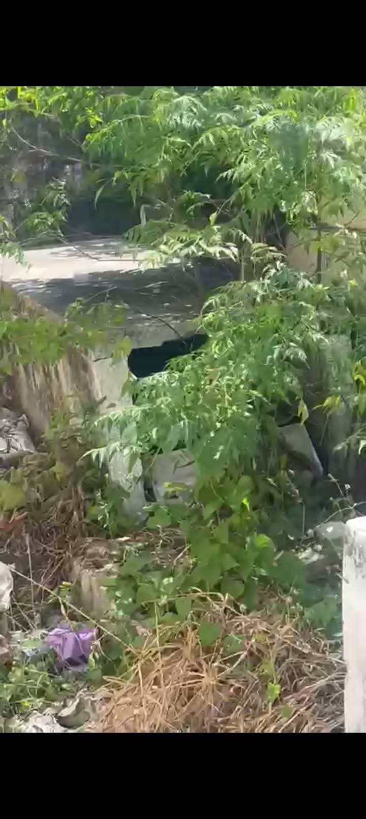 Video evidencia presunto abandono y posible profanación de tumbas en el Cementerio Municipal de la calle Duarte.