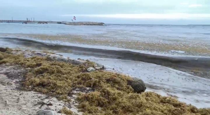CIUDADANO DENUNCIA FUERTE ACUMULACIÓN DE SARGAZO EN PLAYA CALETA.